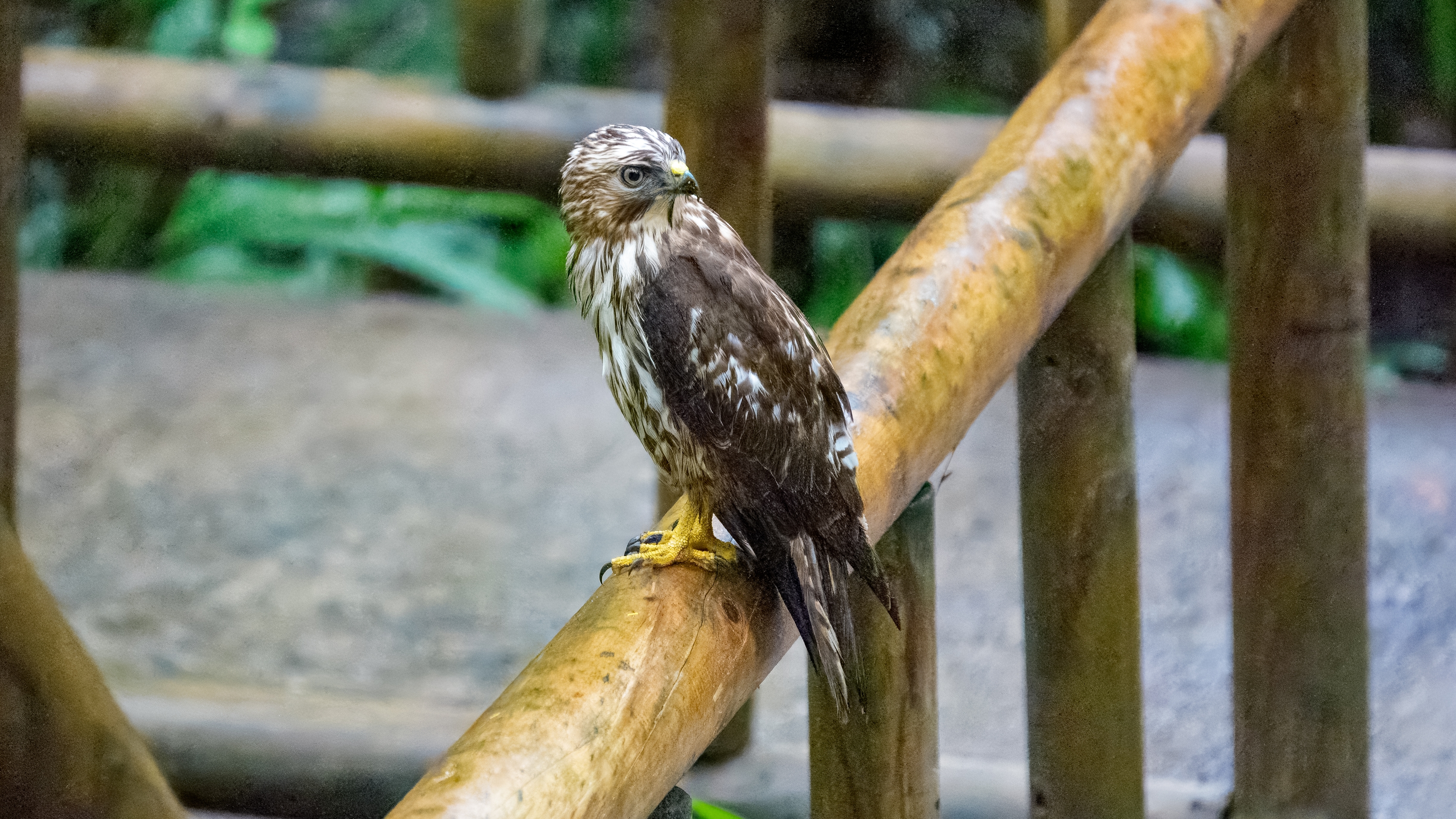 Der Breitflügelbussard (Buteo platypterus) ist ein kleiner, aber kompakt und robust wirkender Greifvogel der Gattung Buteo innerhalb der Unterfamilie der Habichtartigen (Accipitridae). Er erscheint in einer hellen Farbmorphe und einer dunklen. Dunkelmorphige Vögel, deren Gefieder fast zeichnungslos schwarzbraun erscheint, sind jedoch sehr selten. Obwohl der Breitflügelbussard eine charakteristische Art der südostkanadischen und ostamerikanischen Laub- und Mischwälder ist, ist über die Biologie, der während der Brutzeit sehr verborgen und heimlich lebenden Art, wenig bekannt. Der Breitflügelbussard ist mit einer Länge von 34 – 44 Zentimetern ein kleiner Vertreter der Gattung. Er ist wesentlich kleiner als der in Mitteleuropa sehr häufige Mäusebussard, dem er in vielen Färbungsdetails des Oberseitengefieders ähnelt. Seine Körpermasse schwankt, abhängig von Geschlecht, Jahreszeit und Ernährungszustand, zwischen 265 und 560 Gramm. Seine Größe und sein Gewicht entsprechen etwa denen einer Saatkrähe.